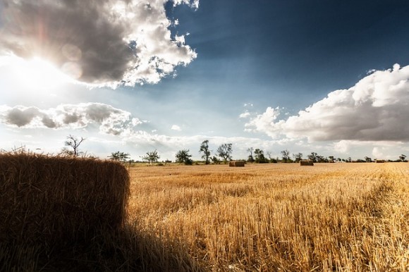 wheat-field-250368_640