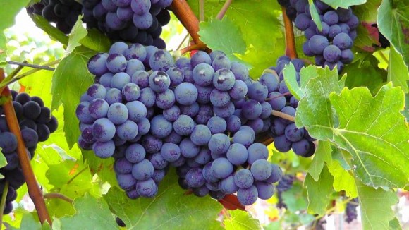 blue-grapes-77376_1280